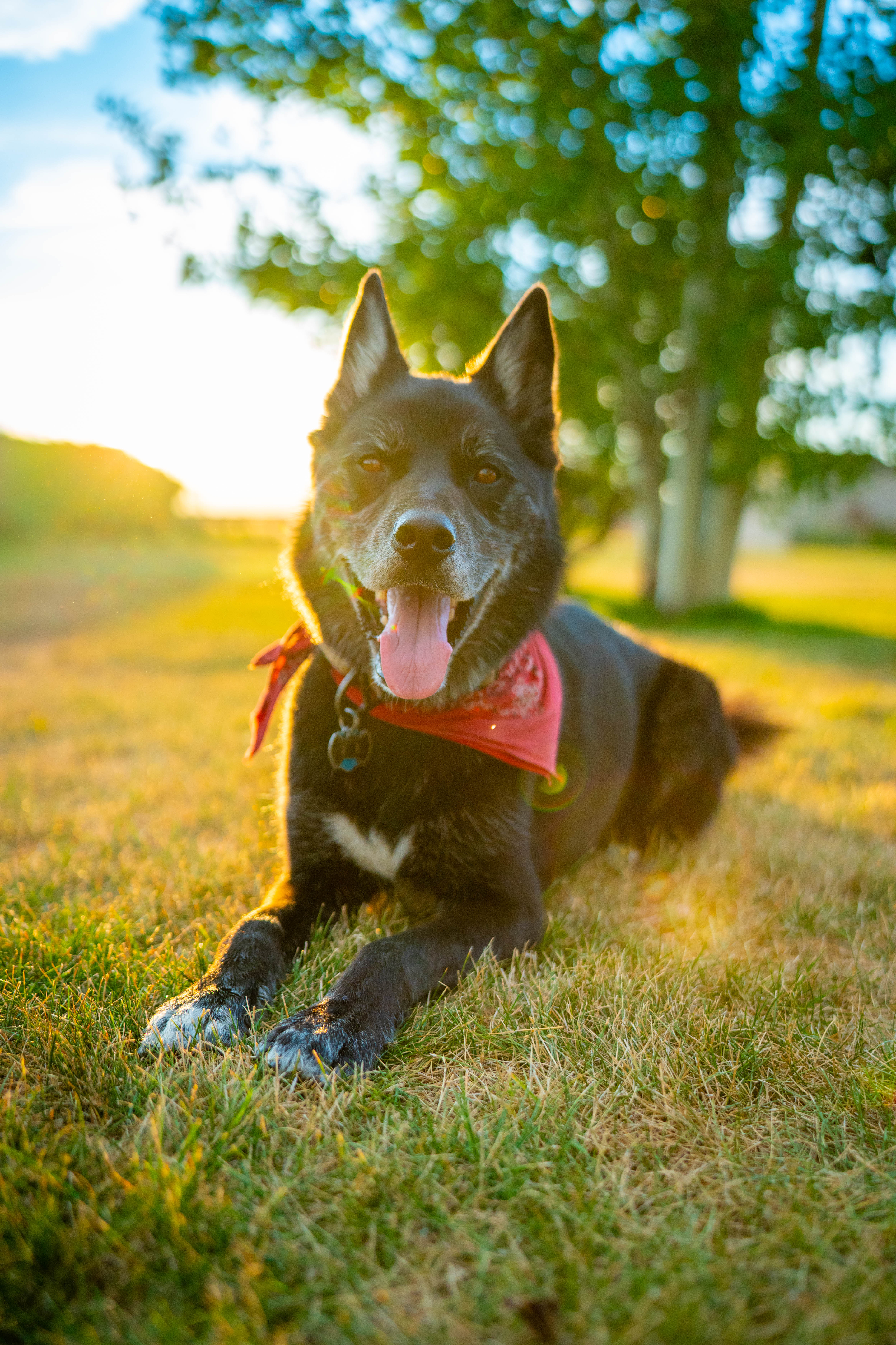 Dog running through grass