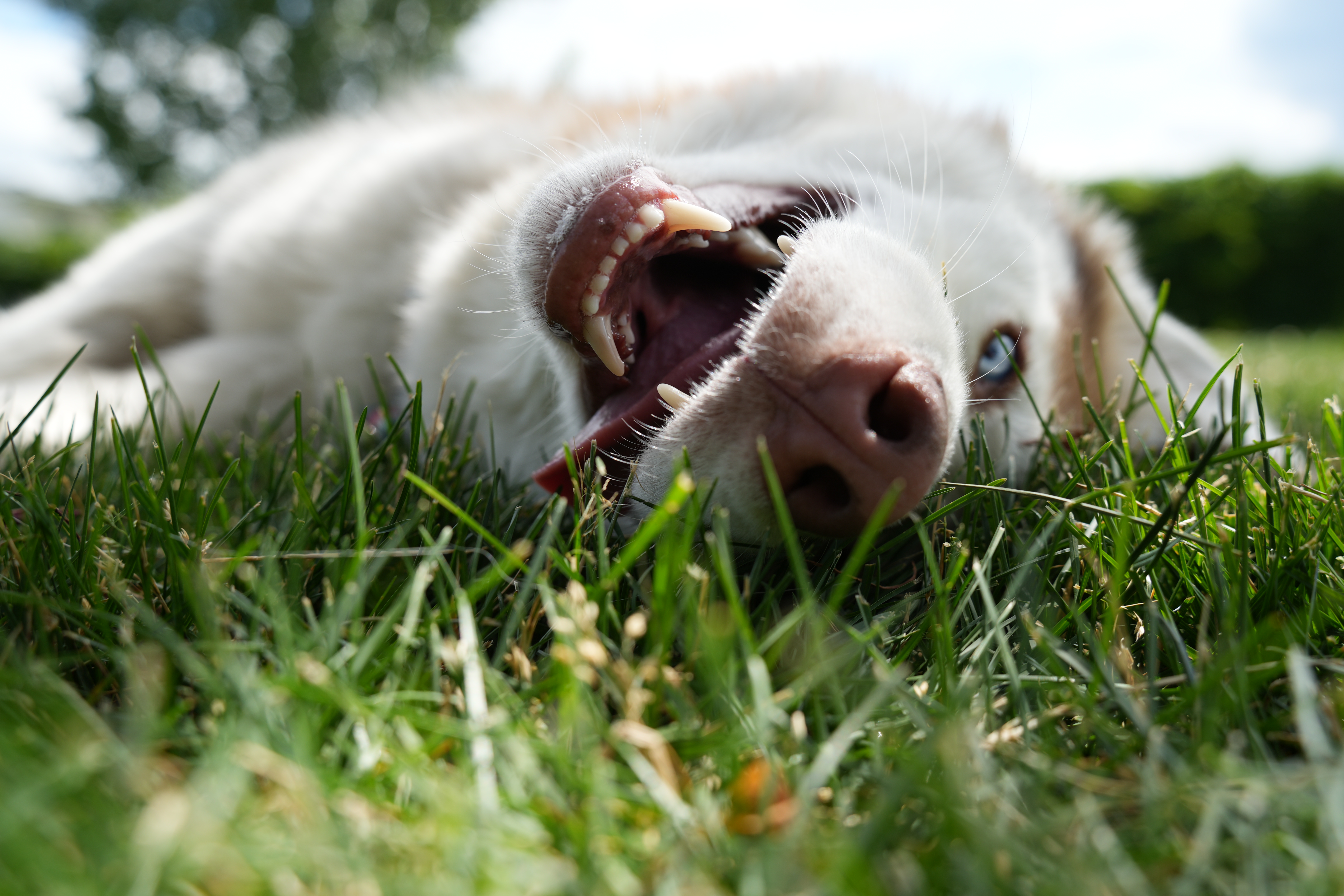 Pet Companions